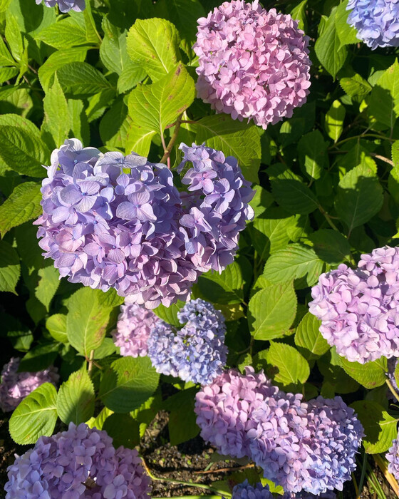 画像566